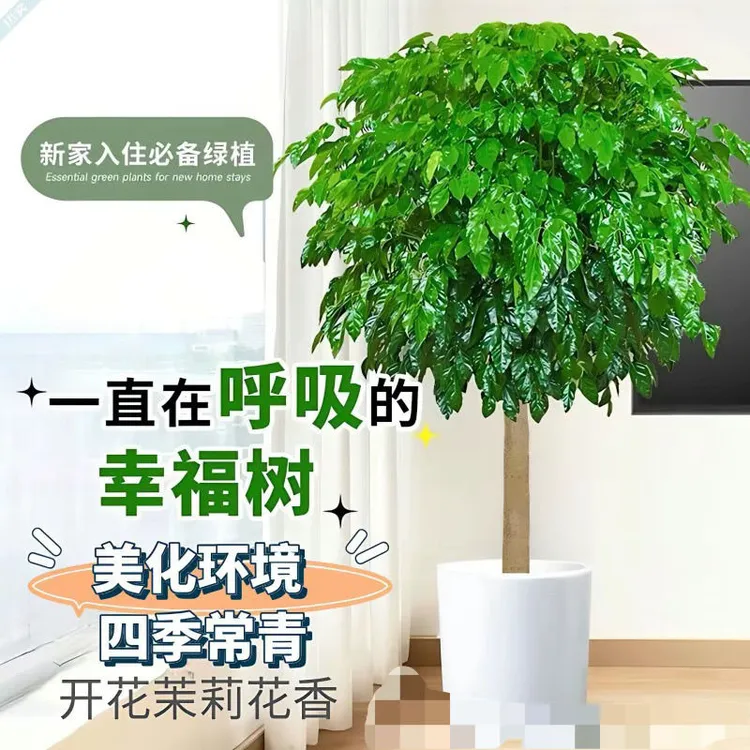 幸福树大型客厅盆栽大棒棒糖绿植吸甲醛四季常青室内绿植盆栽