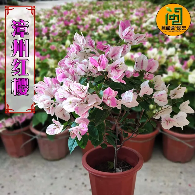 漳州百变红樱三角梅盆栽带勤花发货爬藤老桩蓝色鲜花苗阳台
