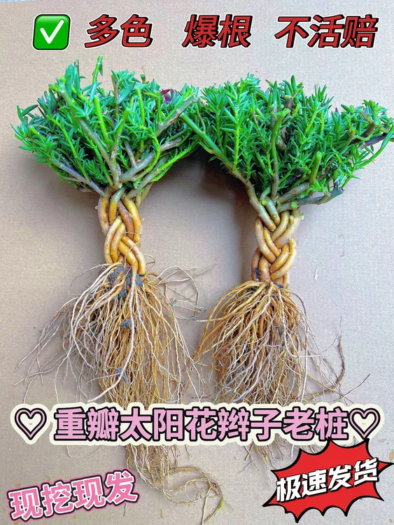 【新品太阳花辫子桩】宿根品种多年生单色混色混合辫子桩