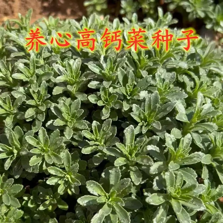 养心菜种子 简单高钙菜种子多年生易种植新手种商品图