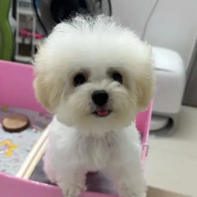 蕾妮家养比熊妹妹小体比熊可爱比熊幼犬狗狗深圳纯种疫苗齐全