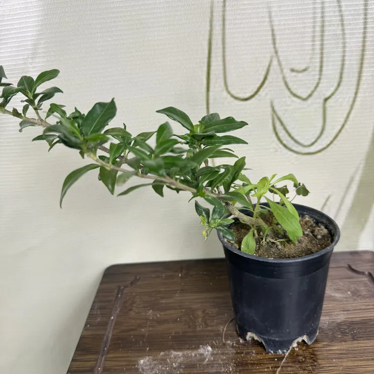 原盆原土四季开花小寿星栀子花茉莉花