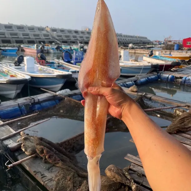 福建本港手钓特大管鱿鱼新鲜活冻  推荐刺身白灼