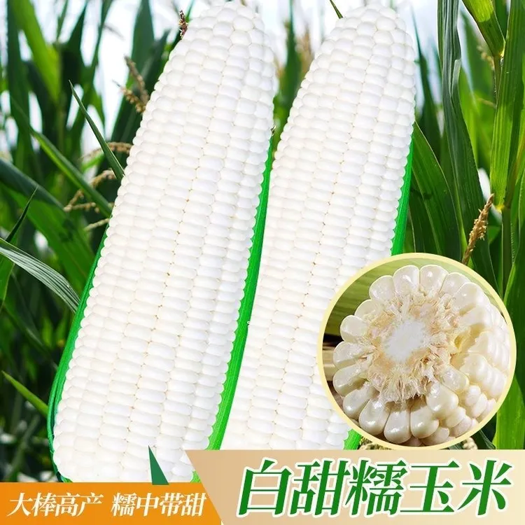 澳甜糯75甜糯玉米种子加甜加糯早熟杂交鲜食甜糯玉米种春秋种植