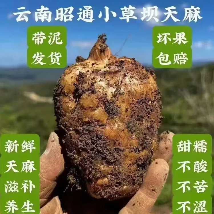 云南昭通小草坝新鲜野生种植天麻原产地发货