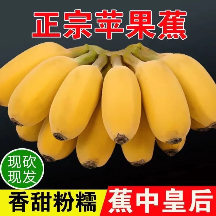 广西苹果蕉新鲜当季水果自然熟现摘现发普通果一点点花皮