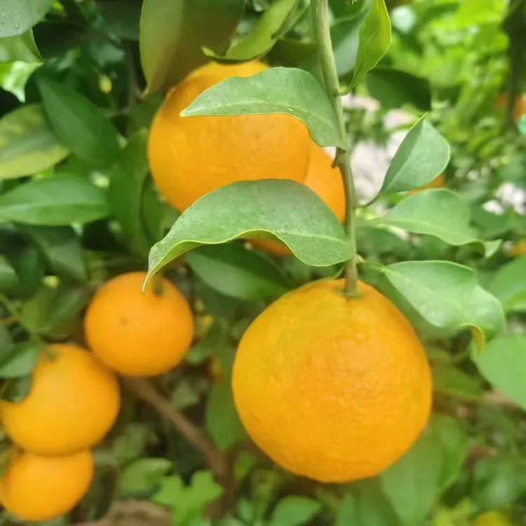 眉山梨子爱媛38号果冻橙新鲜采摘眼镜带叶发货正宗