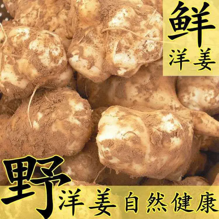 【超值洋姜】现挖洋姜新鲜鬼子姜不辣姜菊芋洋姜种子装