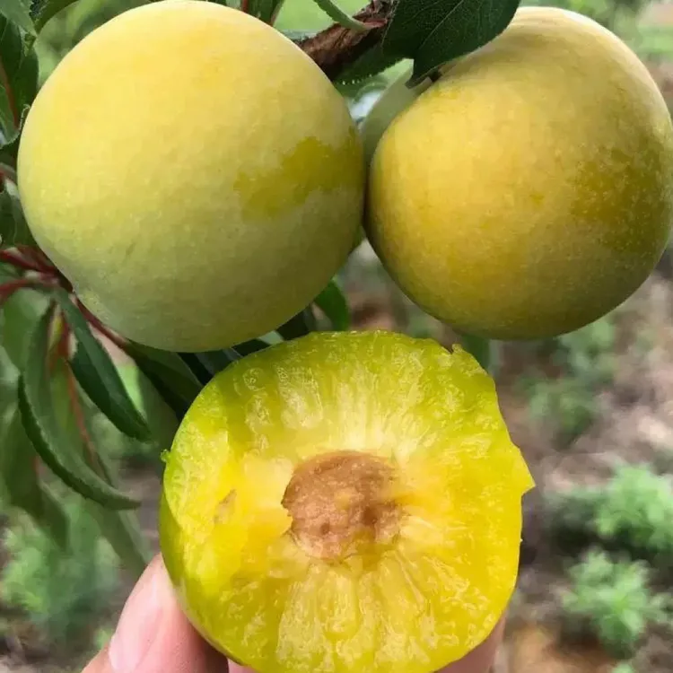 蜂糖李脆甜多汁明年开始结果的带土带盆发货南北可种