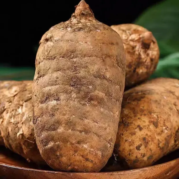 云南昭通小草坝高山种植新鲜乌天麻新鲜采挖带泥发货坏果包赔天麻