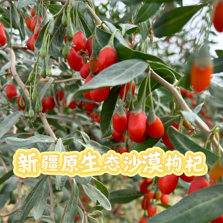 新疆沙漠枸杞自然晾晒无加工无熏硫无色素不分级原生态枸杞
