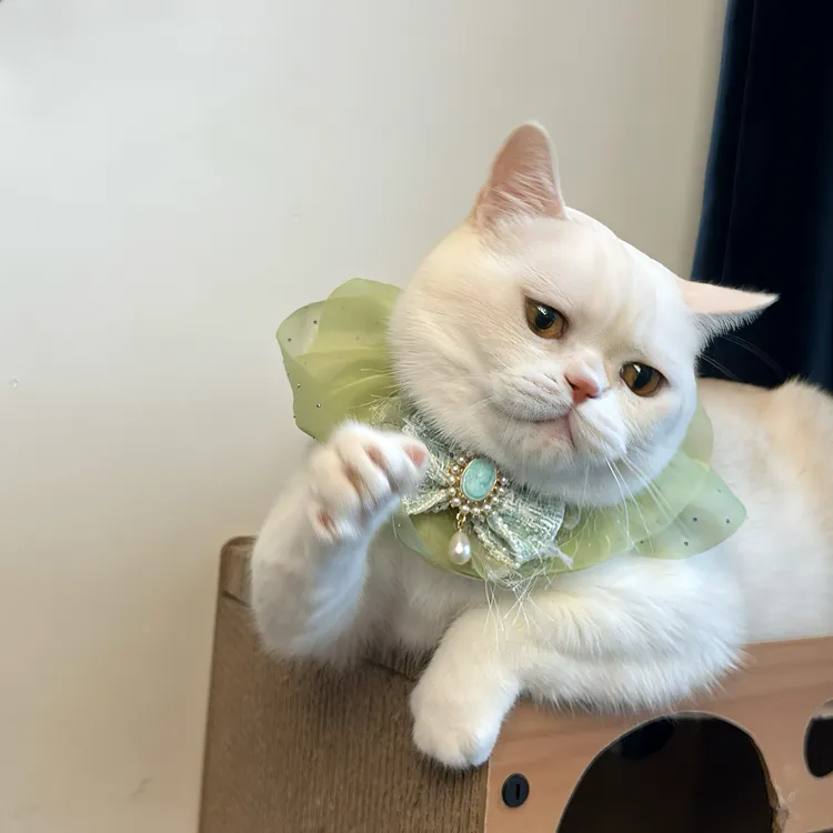 宠物口水巾原创定制夏季轻薄猫咪围兜通用可爱甜美浪漫高级感