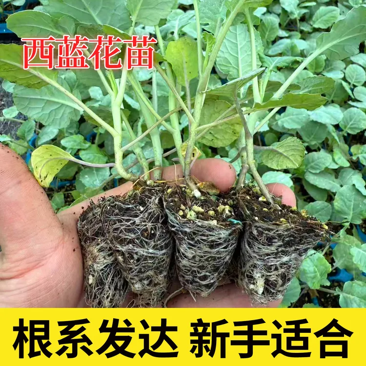西蓝花松花菜秧苗白菜花秧苗四季蔬菜秧苗庭院大田种植带土耐寒