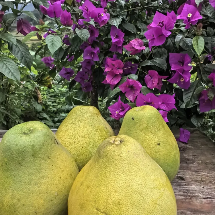 湖南怀化芷江麻麻柚，冰糖柚