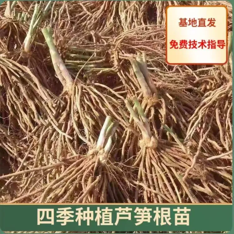 芦笋根苗春季种植高成活四季生长根系发达可阳台陆地种植