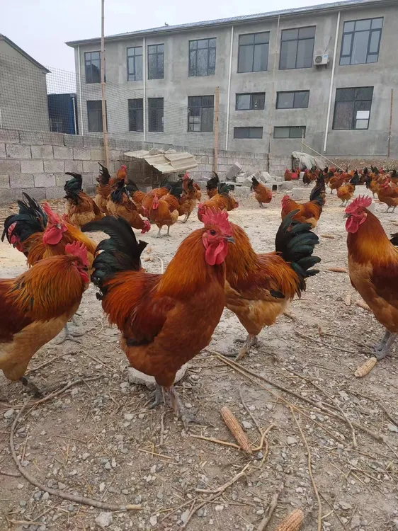 皖北散养土公鸡母鸡1年-2年-3年老公鸡母鸡