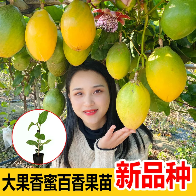 大果香蜜百香果苗 甜蜜百香果苗 新品种金蜜王百香果苗 好种植