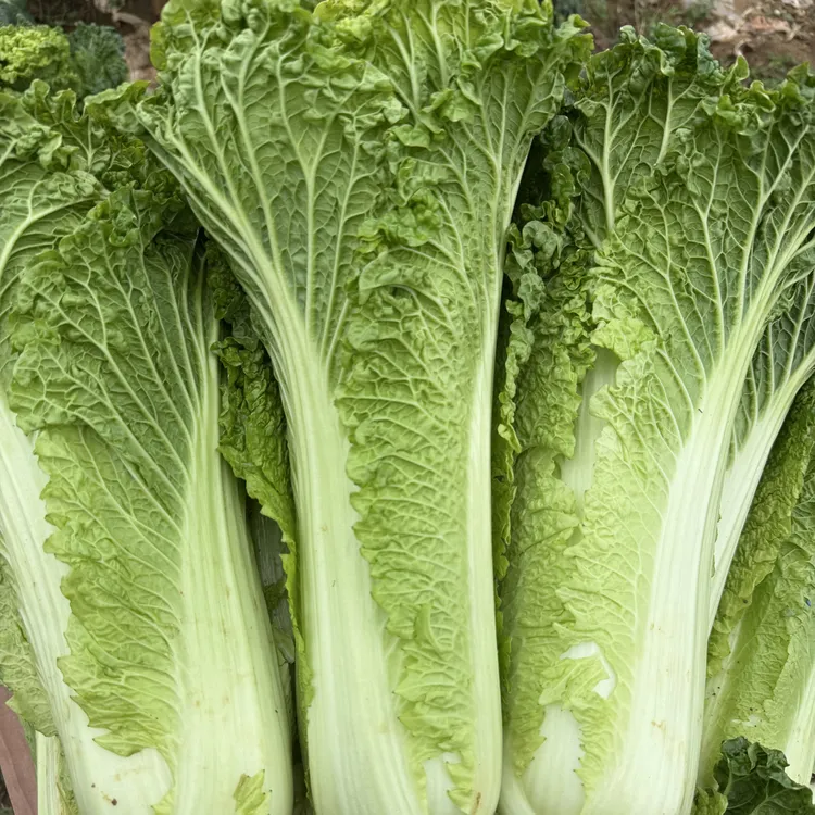 贵州高山露天自然生长现砍现发新鲜青口白白菜蔬菜