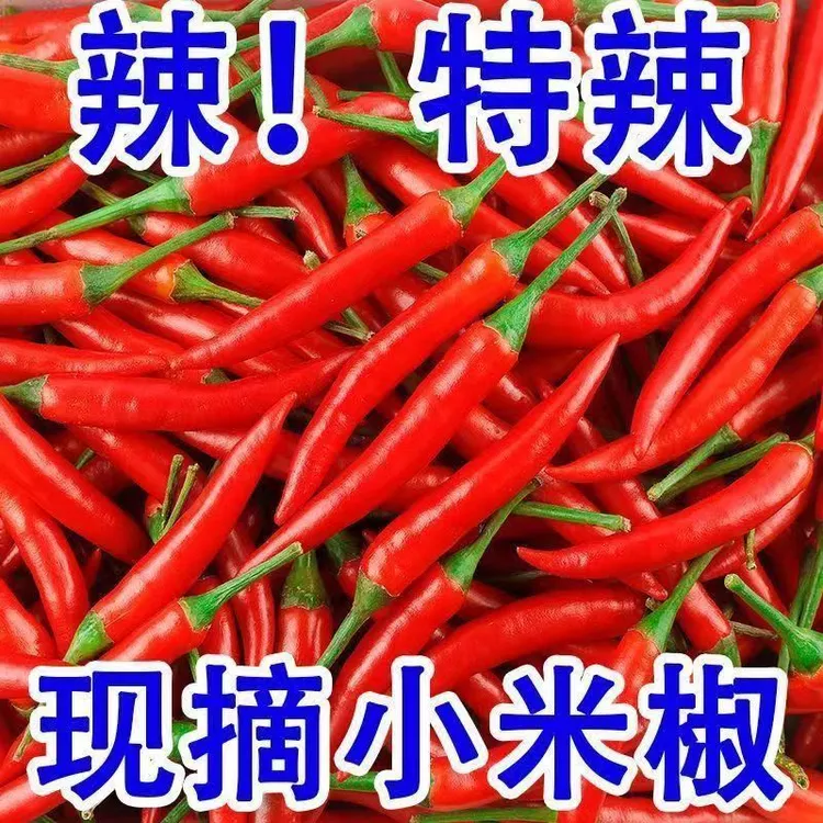新鲜小米辣椒巨辣小米椒剁酱特辣朝天椒红小尖椒艳红批发3斤