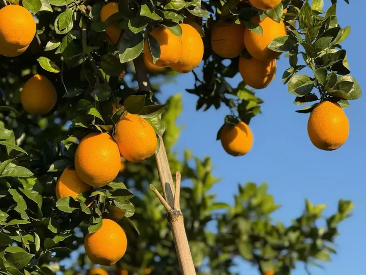 正宗赣南脐橙自家果园新鲜现摘多汁甜橙子产地直发应季水果