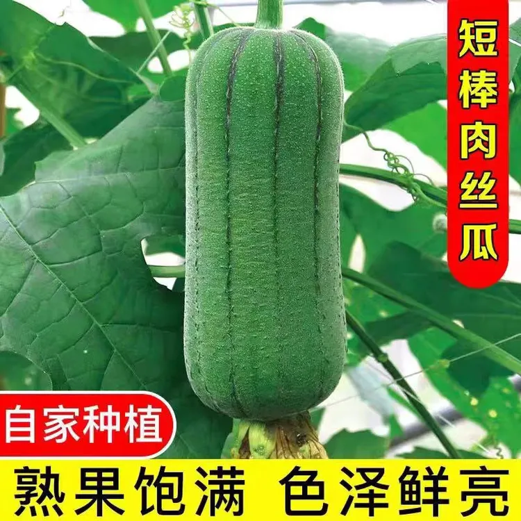 现摘现发福建新鲜丝瓜翡翠肉丝瓜短胖肉丝瓜水瓜