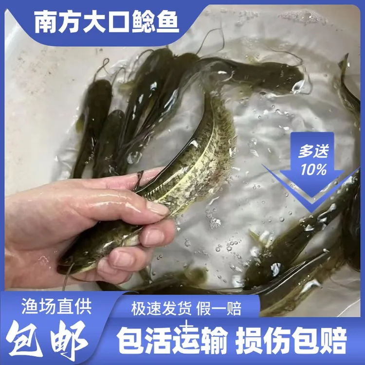 南方大口鲶 广东淡水观赏鱼宠物活体