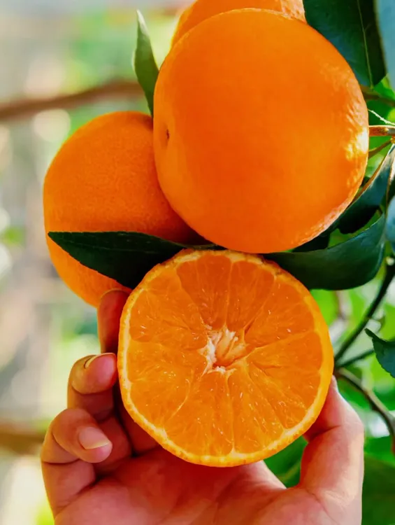 正宗涌泉蜜桔高山蜜橘无核化渣爆汁全国包邮