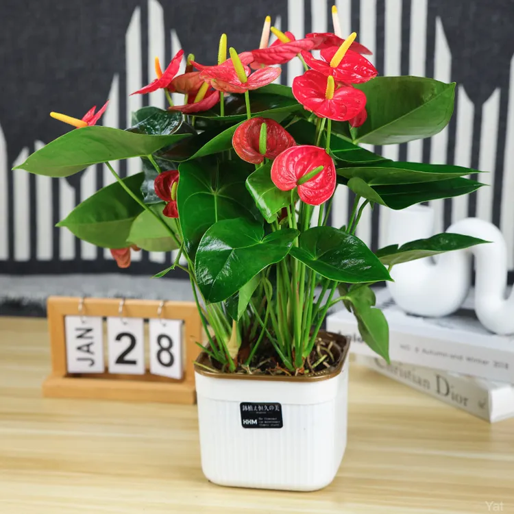 大盆红掌 6-8 掌 XY2 四季开花绿植花卉室内 40—50cm