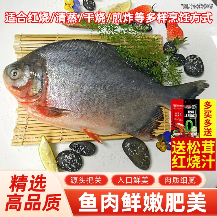 鲜活速冻大号红鲳鱼肉质厚刺少【送美味料包】营养鲜美适合多种做法