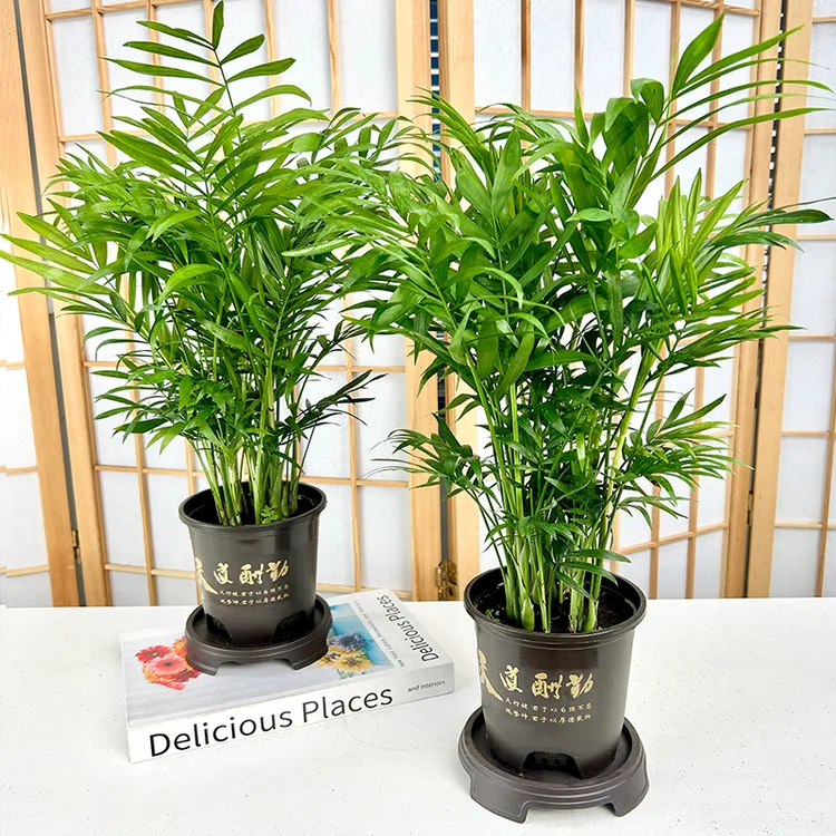 【2盆装】天道酬勤富贵椰子室内客厅前台绿植盆栽春夏天好养护美化