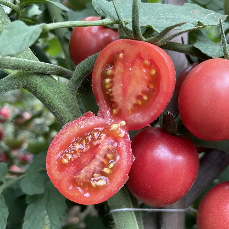 攀枝花千禧小番茄新鲜圣女果西红柿