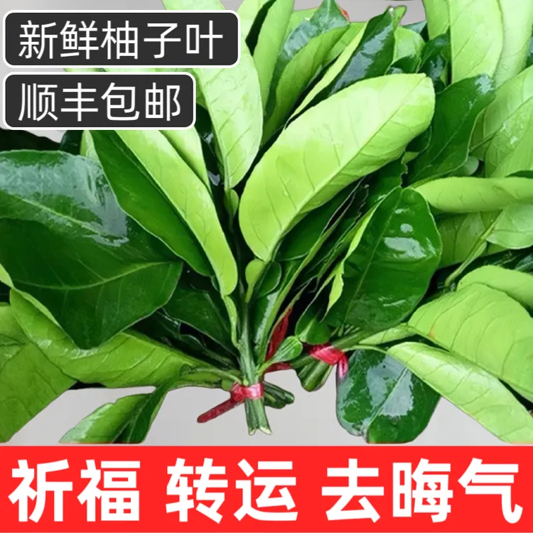 新鲜去晦气柚子叶碌柚叶带枝老树祈福乔迁沐浴出狱洗澡开运中高考