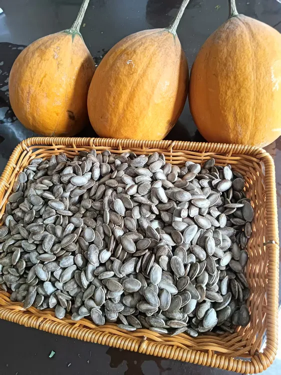 【瓜蒌姐】自家种子瓜蒌子生的瓜蒌种子