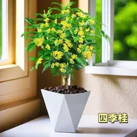 四季桂花盆栽植物室内花美观绿植庭院阳台四季常绿QY