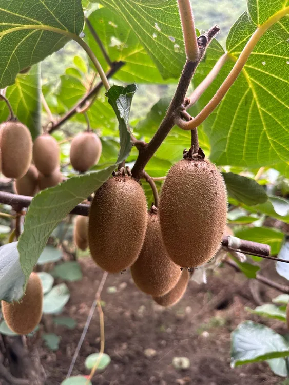 陕西周至翠香猕猴桃精品大果新鲜果园现摘现发10斤每箱发顺丰