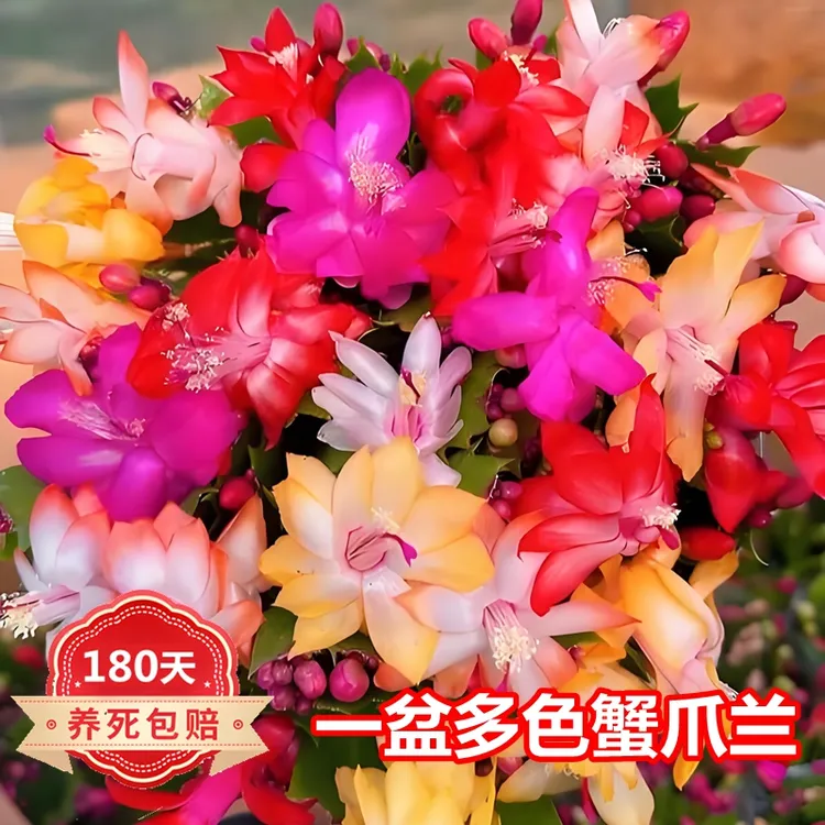 【30颗】盆栽多色蟹爪兰带盆阳台窗台带花苞花卉绿植四季开花好成活