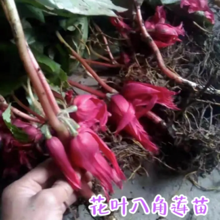 花叶八角连苗斗篷七八角金盘山荷叶适合盆景地栽后院阳台