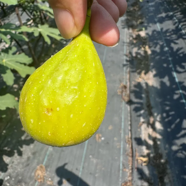 树熟无花果崇明新鲜现采无花果芭劳奈马斯义陶芬无花果 