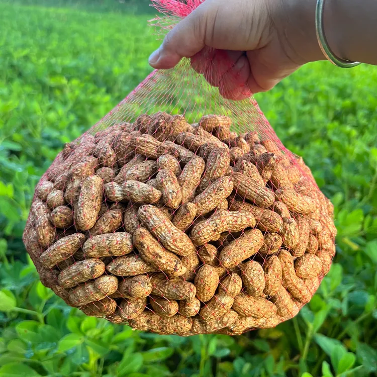 广西农家现挖花生2025年新鲜湿花生红皮花生粉皮花生带泥带壳