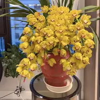 【佛顶金光一年苗】外贸款  室内客厅好养 易活花卉 新手盆栽 