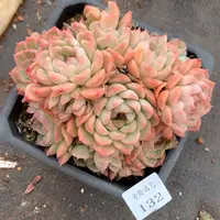 132杂交精品基地14厘米