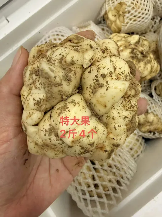 伊姐小店专属湖南隆回新鲜龙牙百合  特大果  