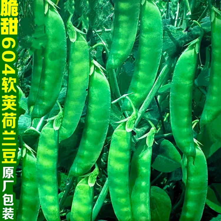 软荚604荷兰豆种子红花软荚荷兰豆豌豆高产菜豆种籽秋季冬季蔬菜