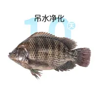 鲜活吊水罗非鱼1条约600g