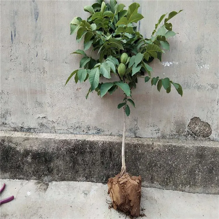 核桃苗8518嫁接苗薄皮核桃树苗南北方四季种植果树苗