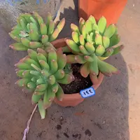 一物一拍多肉家里331金蟾