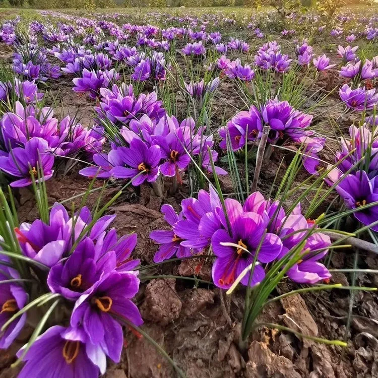 【新疆包邮】藏红花种球种子观赏苗四季种植盆栽冬季花卉