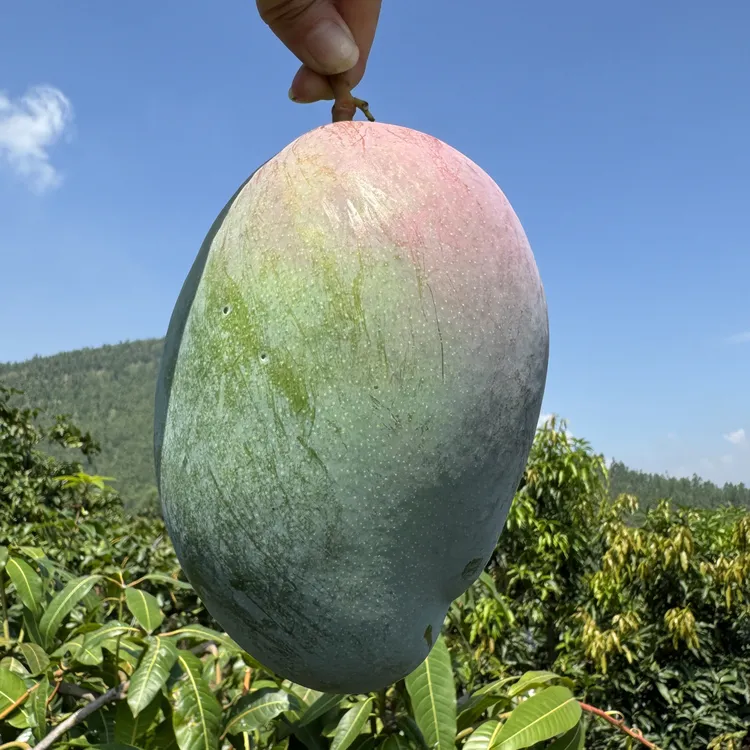 正宗四川攀枝花凯特芒一级果9斤/8斤礼盒