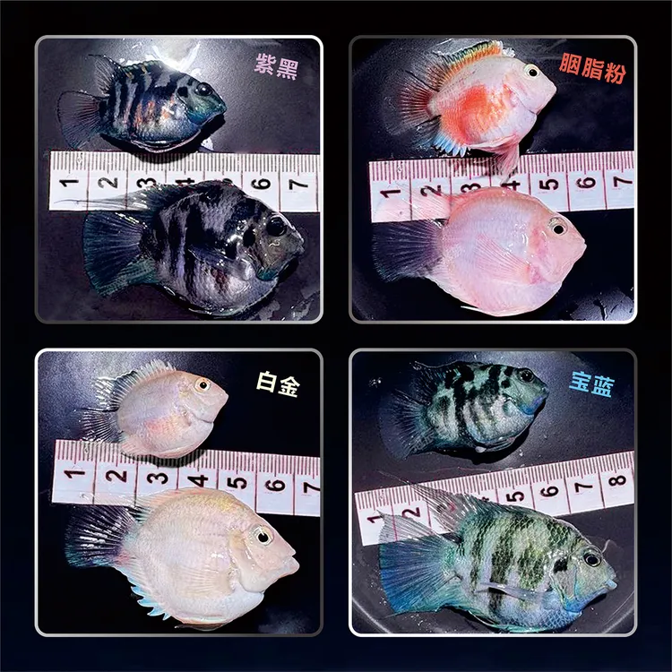 迷你鹦鹉鱼宝蓝白金小型热带观赏鱼苗耐活好养可繁殖