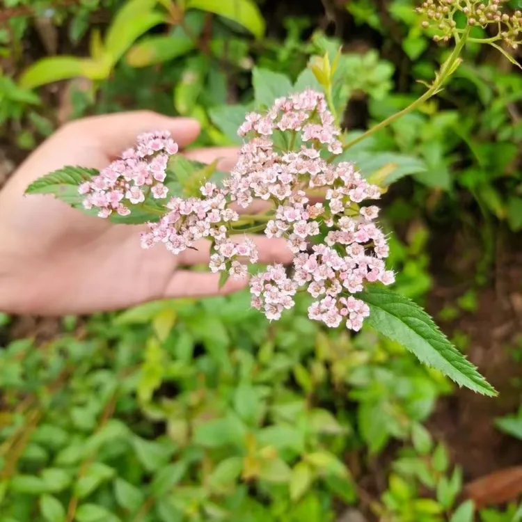 甄选贵州深山十大功劳六月草等